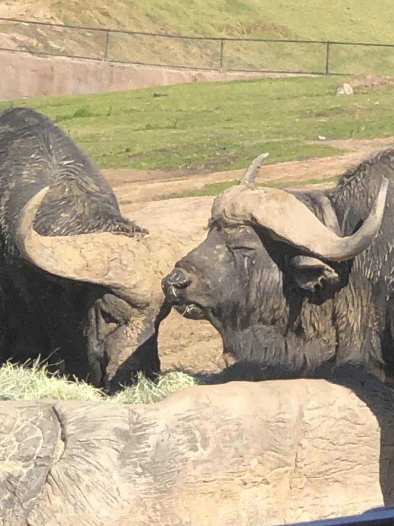 Syncerus caffer caffer (Cape Buffalo)