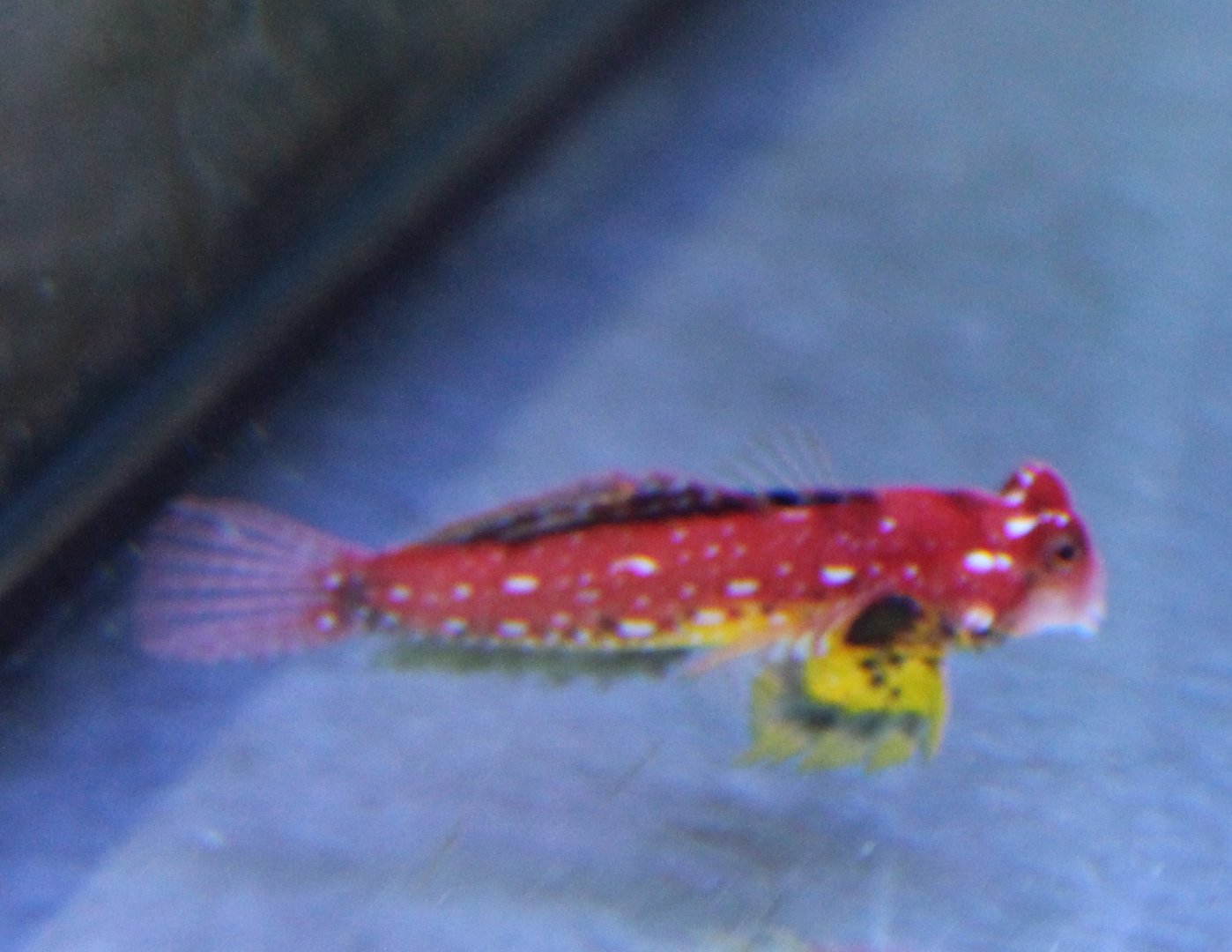 Synchiropus moyeri