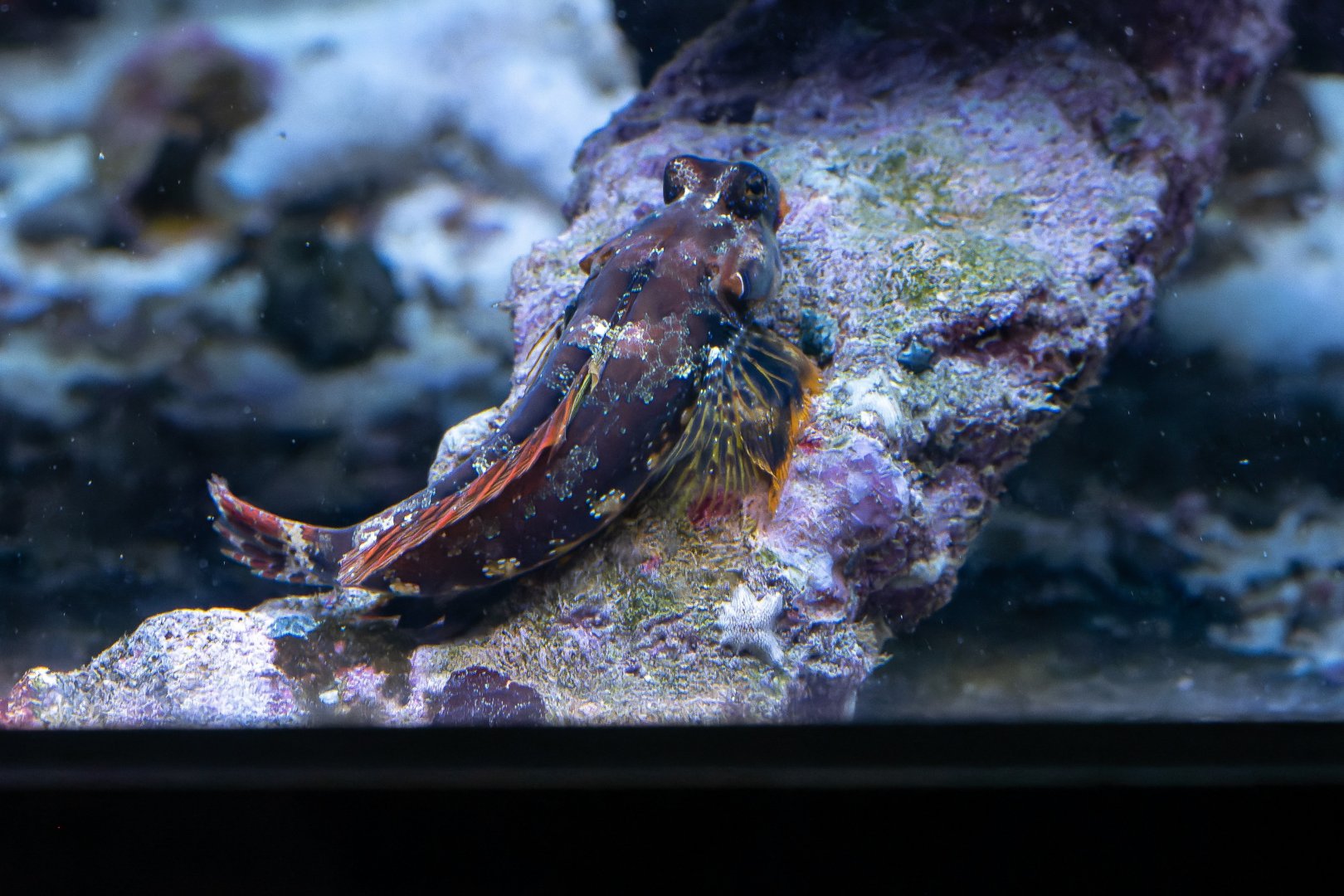 Synchiropus ocellatus? - Sea Life Hannover