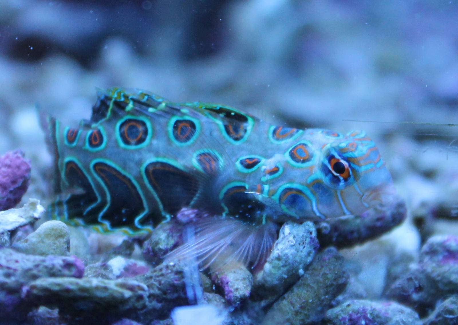 Synchiropus picturatus