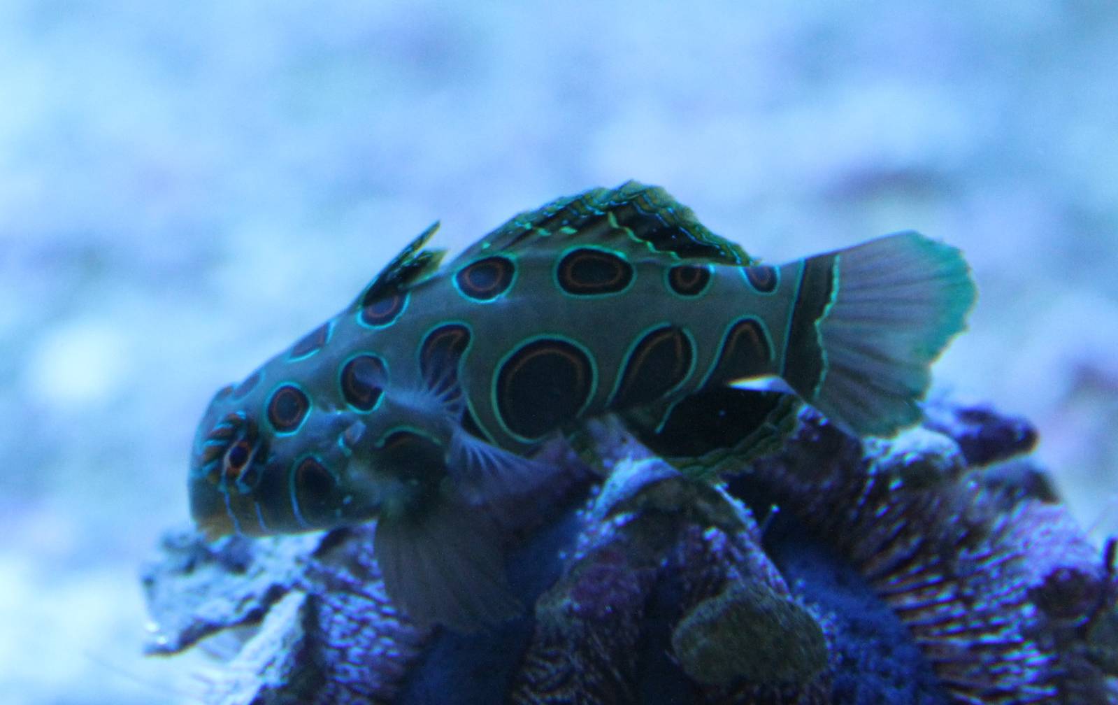 Synchiropus picturatus