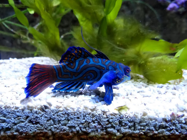 Synchiropus splendidus