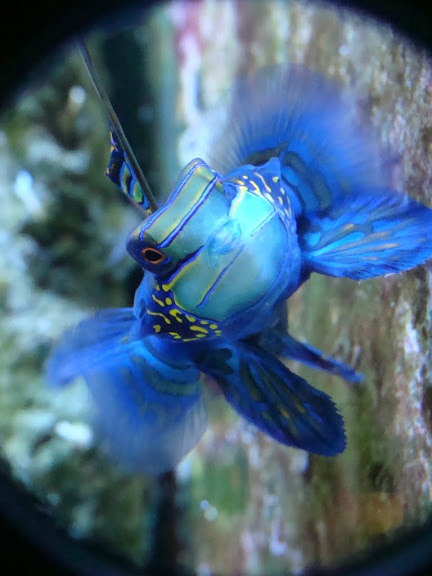 Synchiropus splendidus