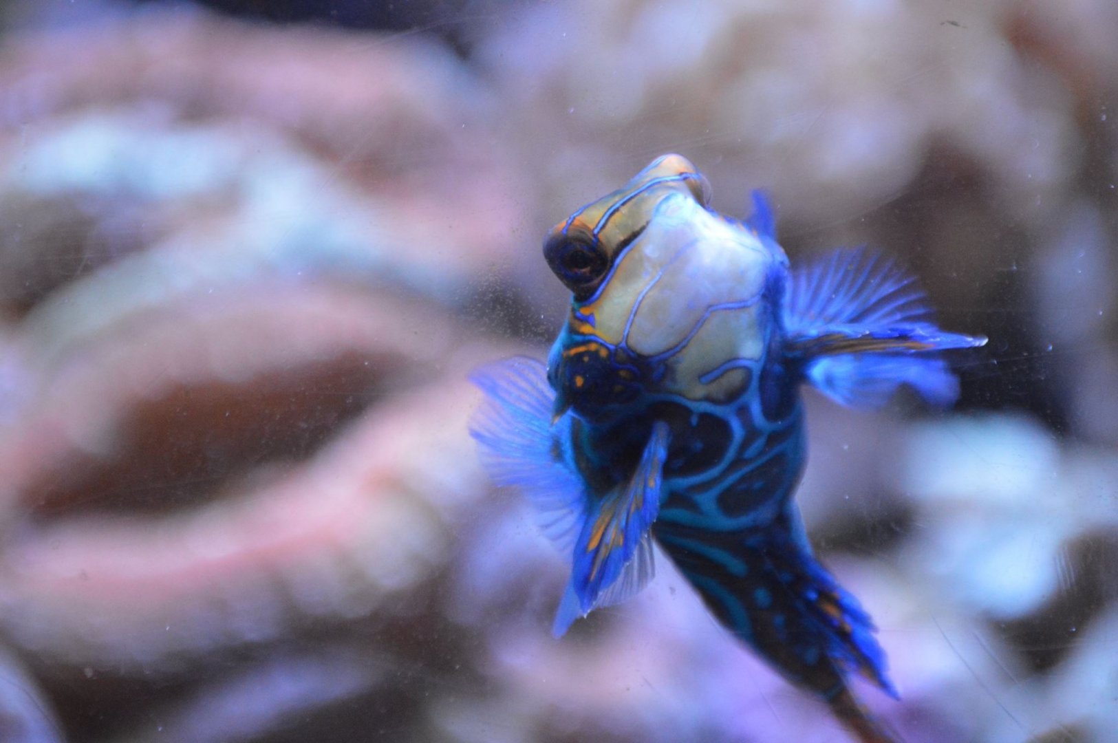 Synchiropus splendidus