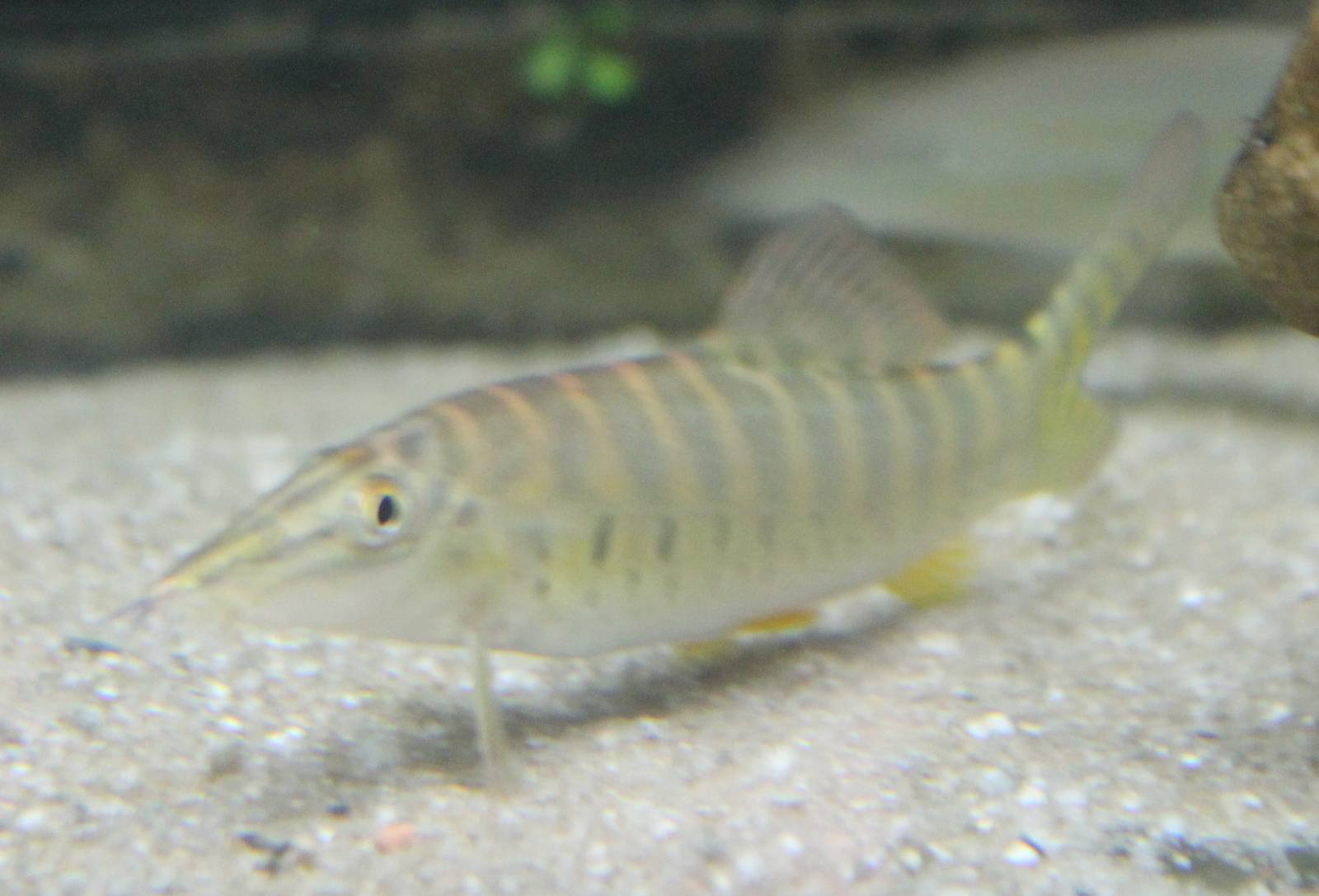 Syncrossus hymenophysa