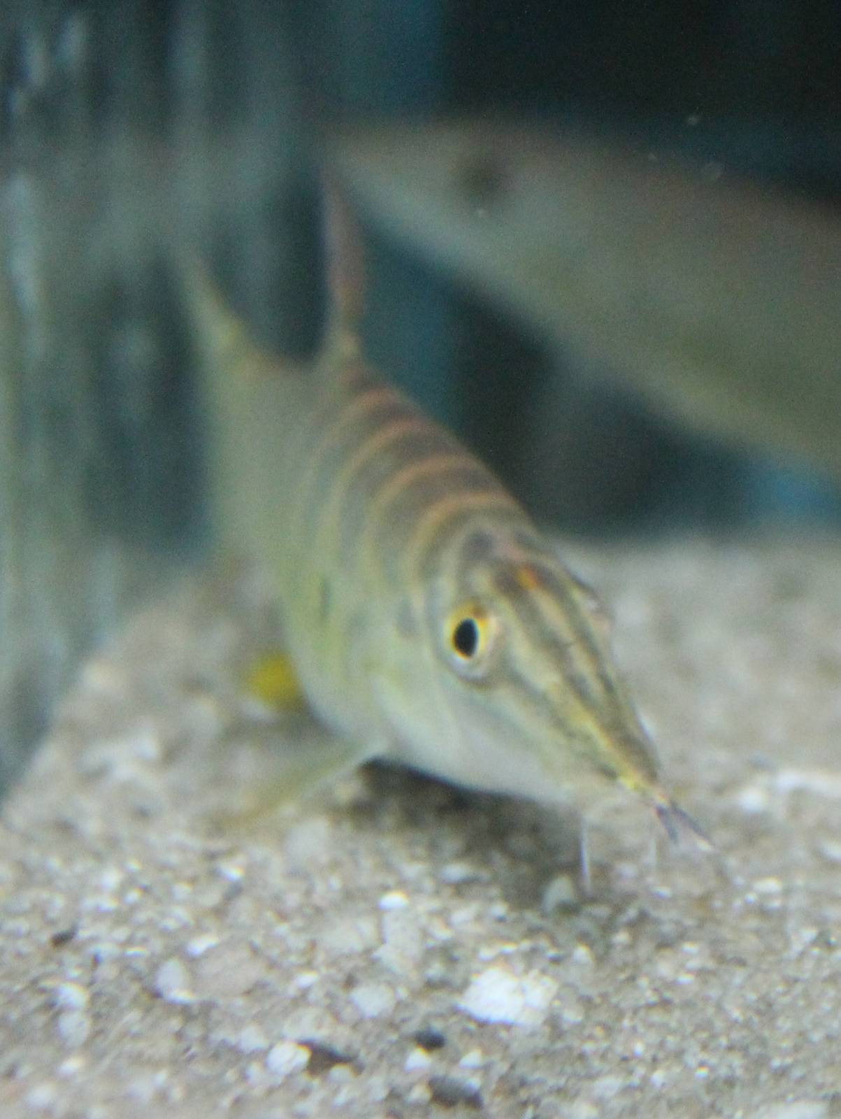 Syncrossus hymenophysa