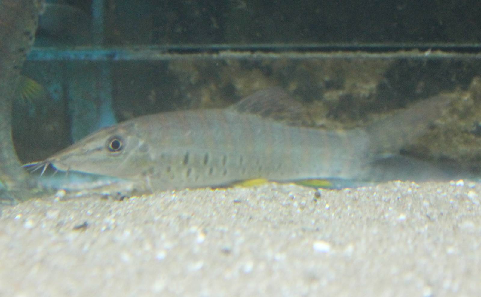 Syncrossus hymenophysa