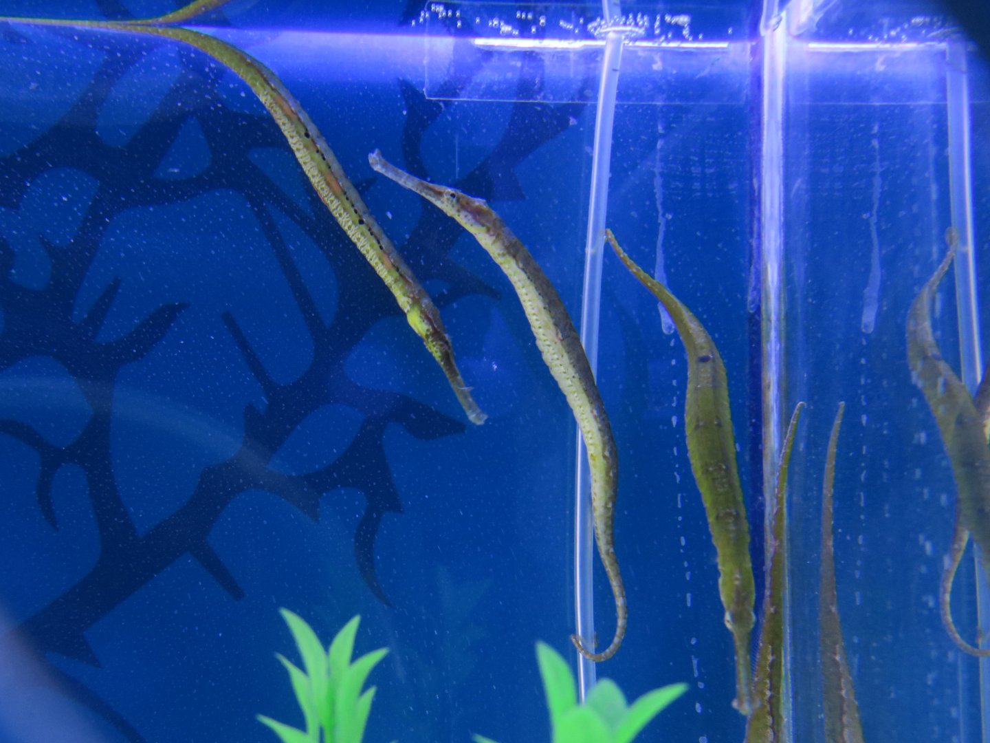 Syngnathoides biaculeatus