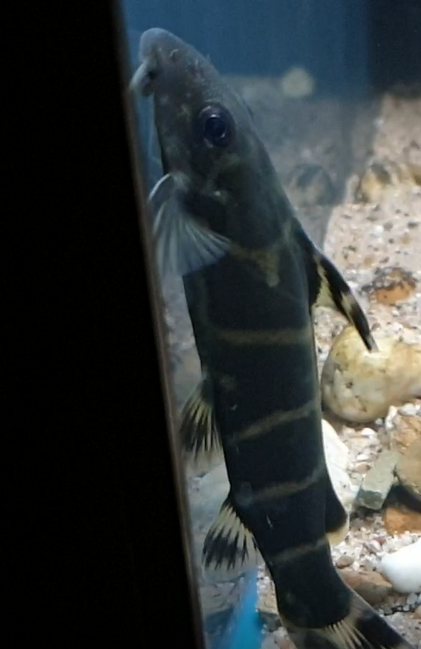 Synodontis brichardi