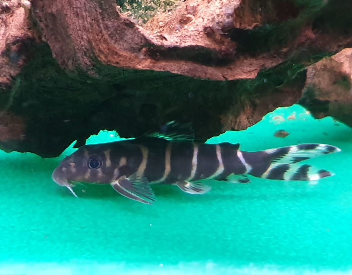 Synodontis brichardi