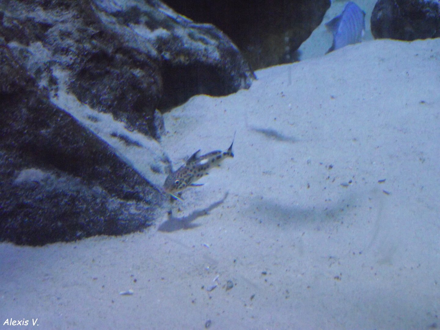 Synodontis Catfish - Zooparc de Beauval - 13/10/2024