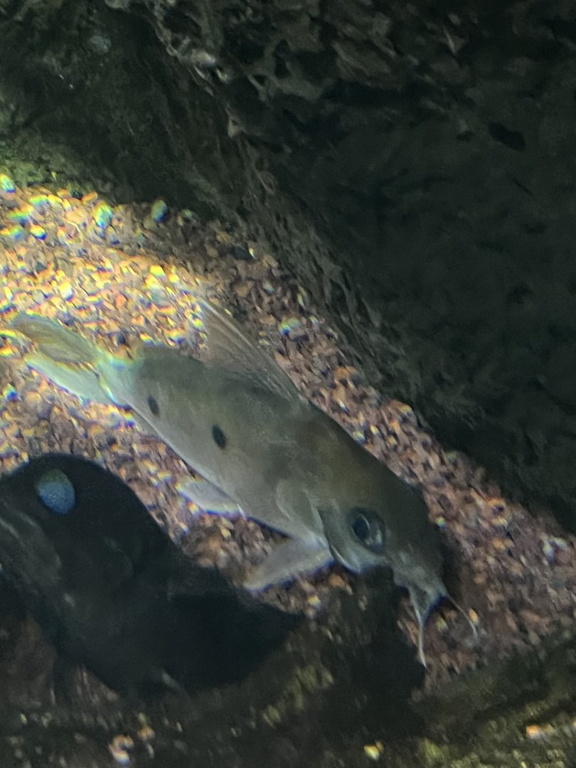 Synodontis ID