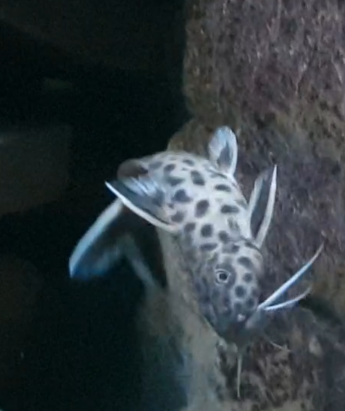 Synodontis multipunctatus