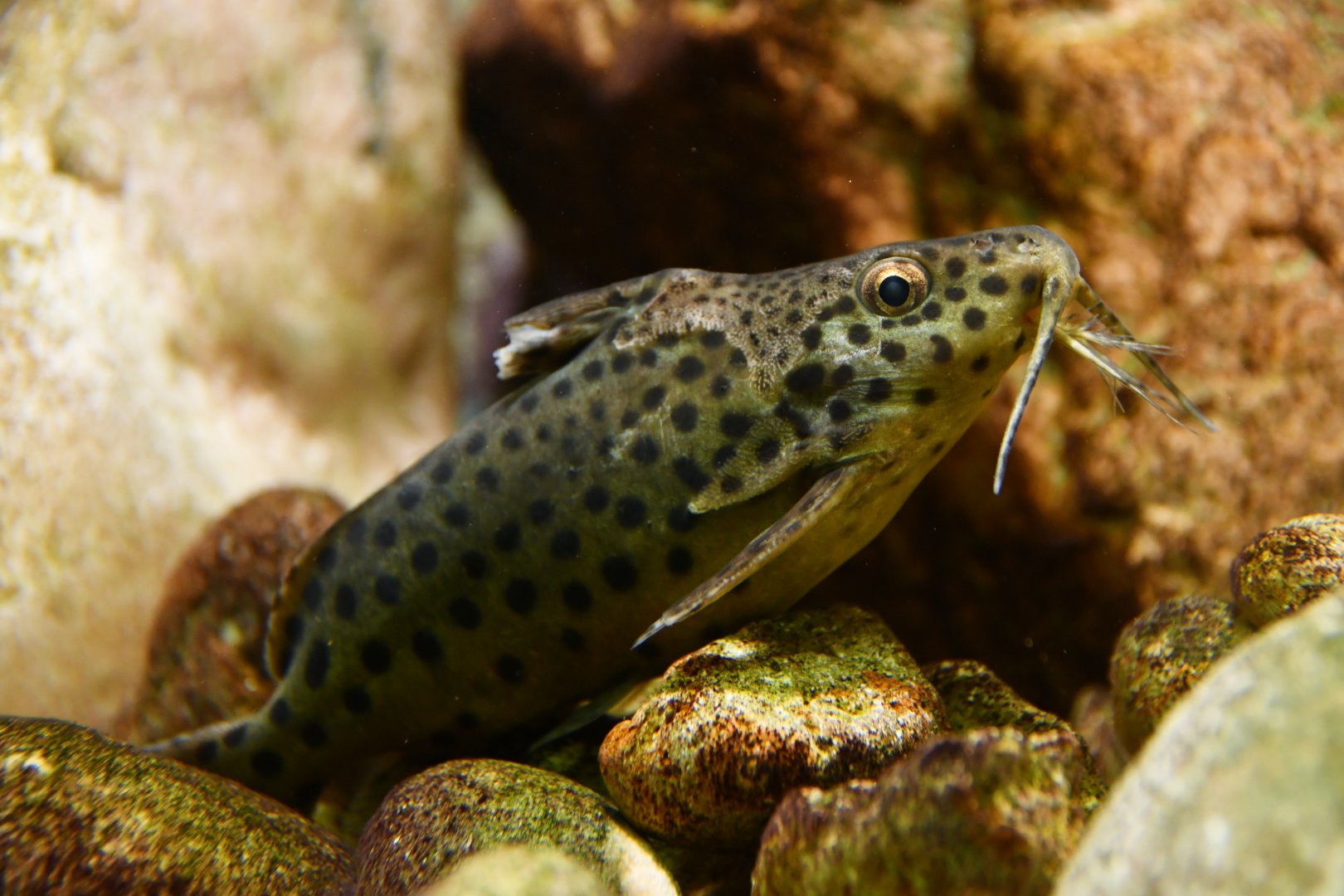 Synodontis njassae