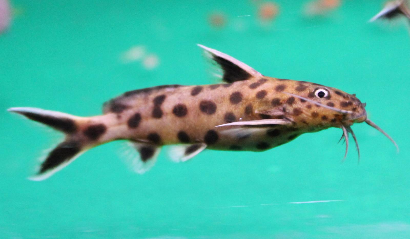 Synodontis petricola