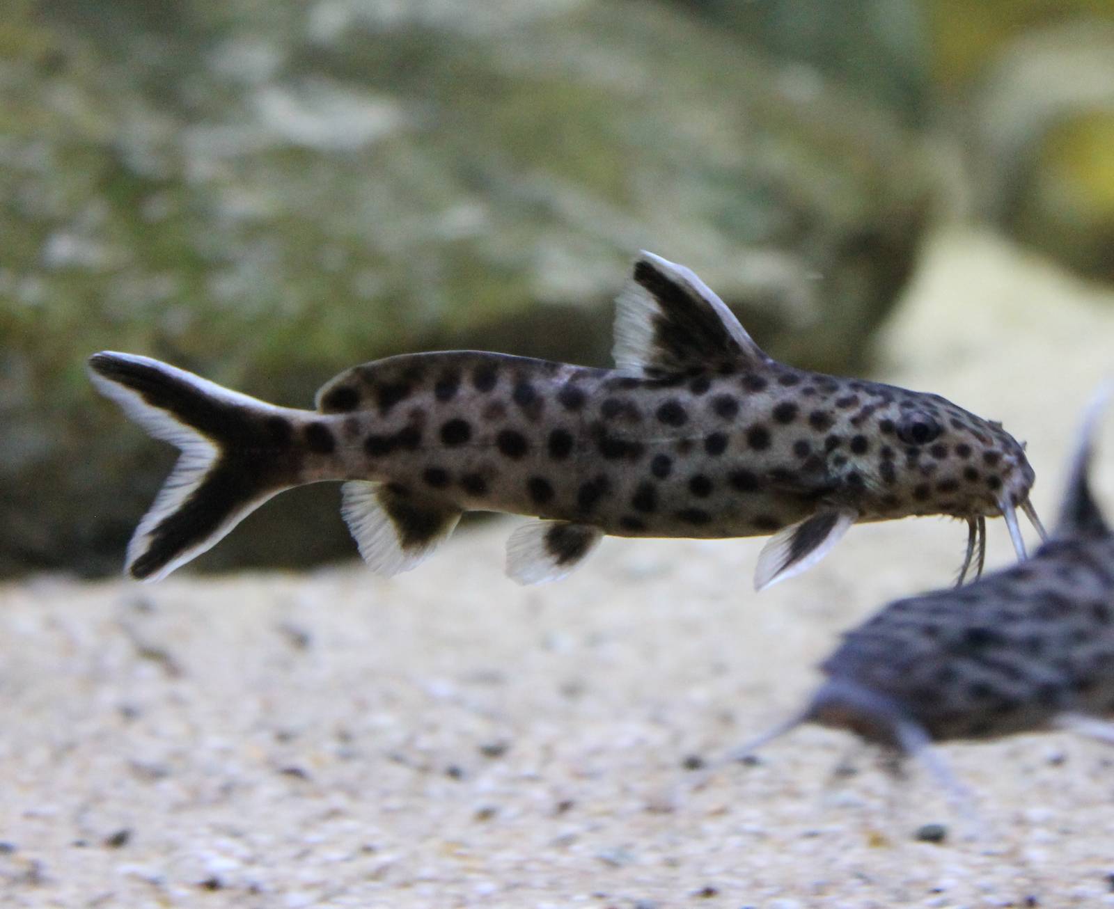 Synodontis petricola