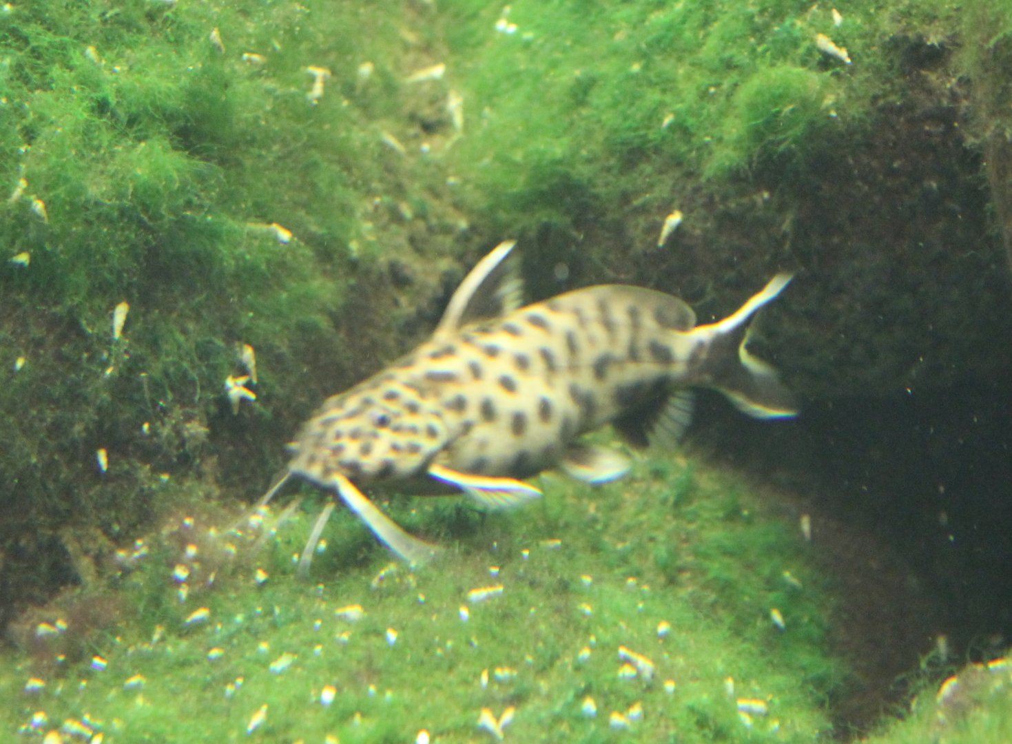Synodontis petricola