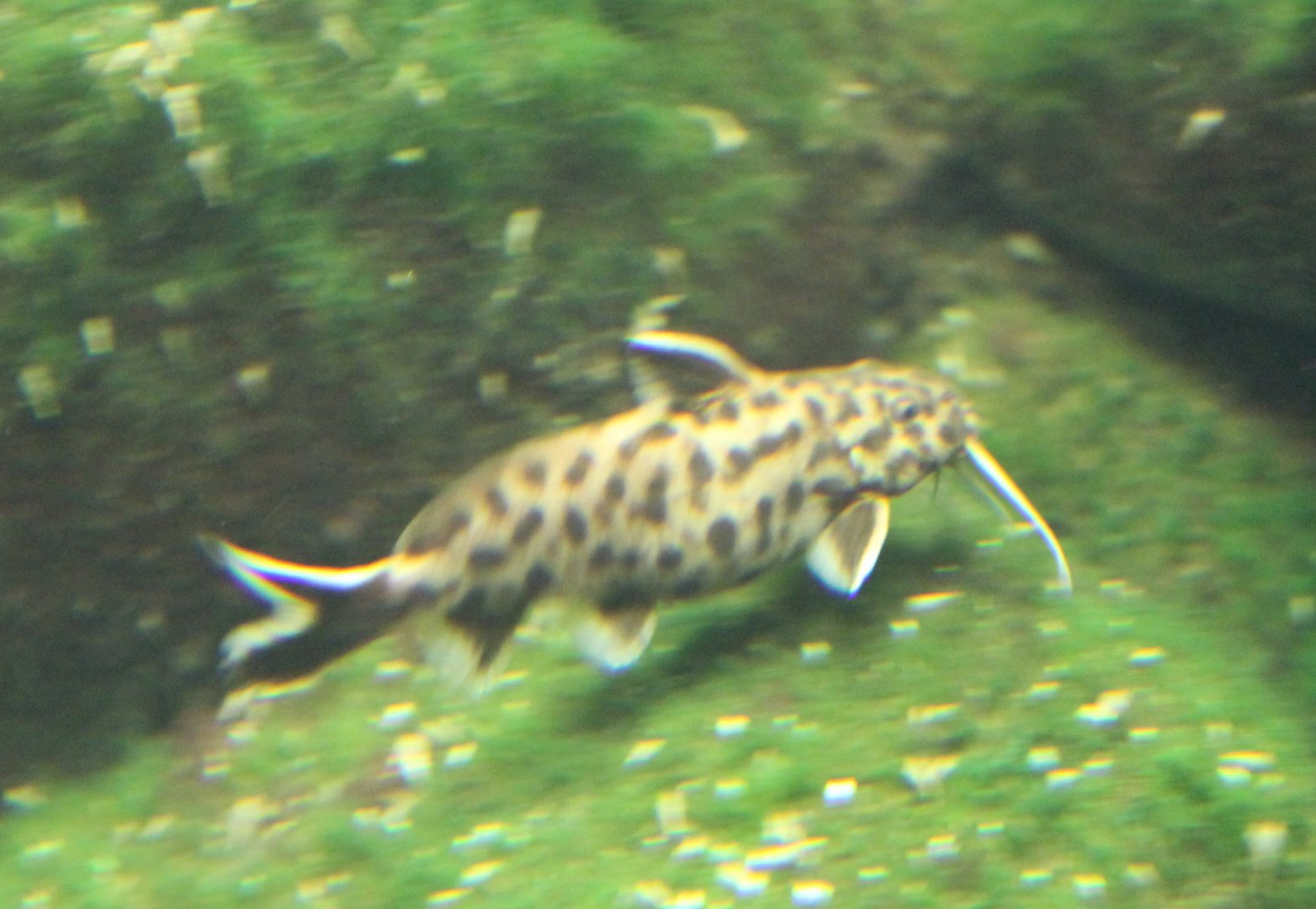 Synodontis petricola