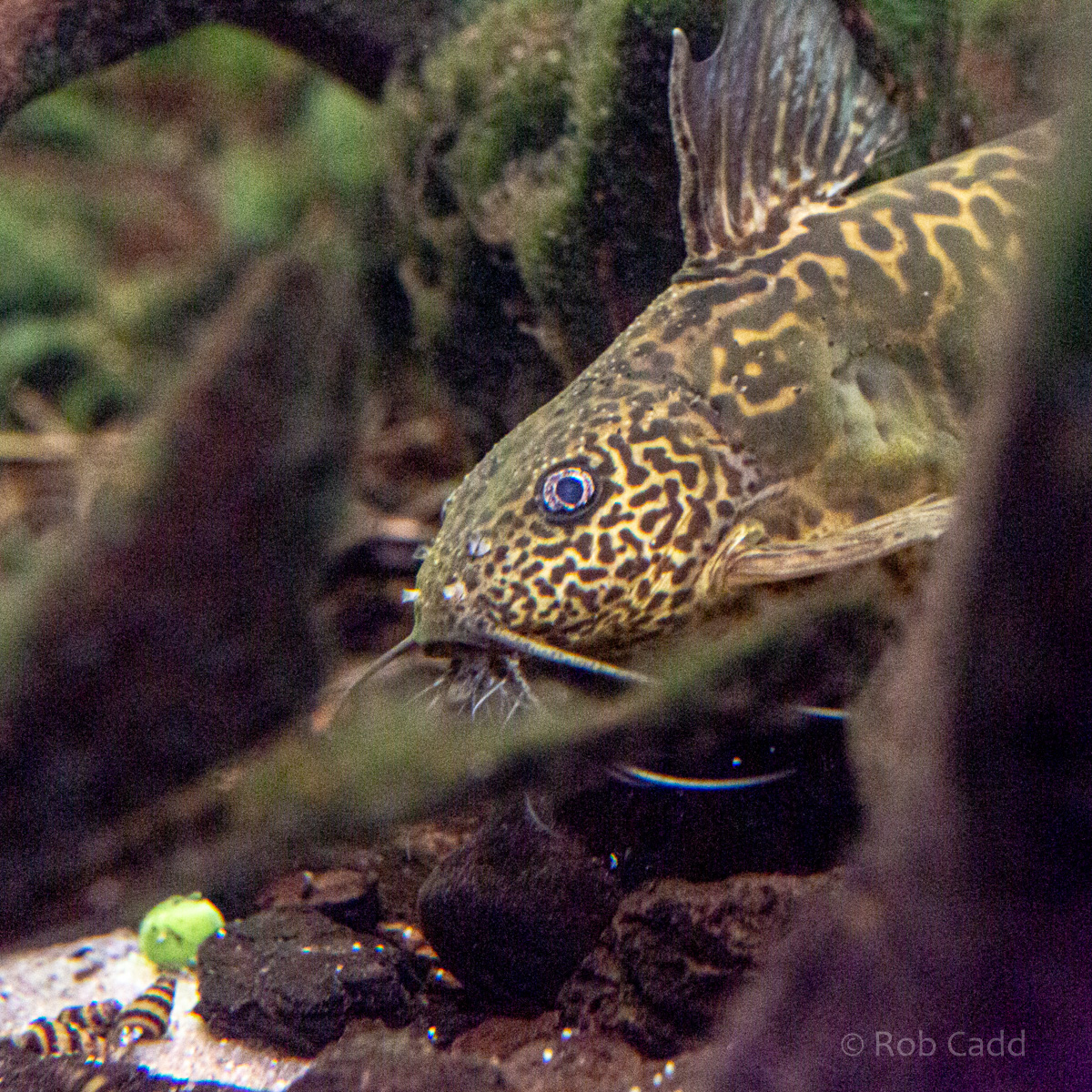Synodontis schoutedeni : Whipsnade : 06 Sep 2019