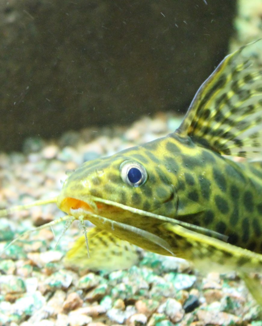Synodontis schoutedeni