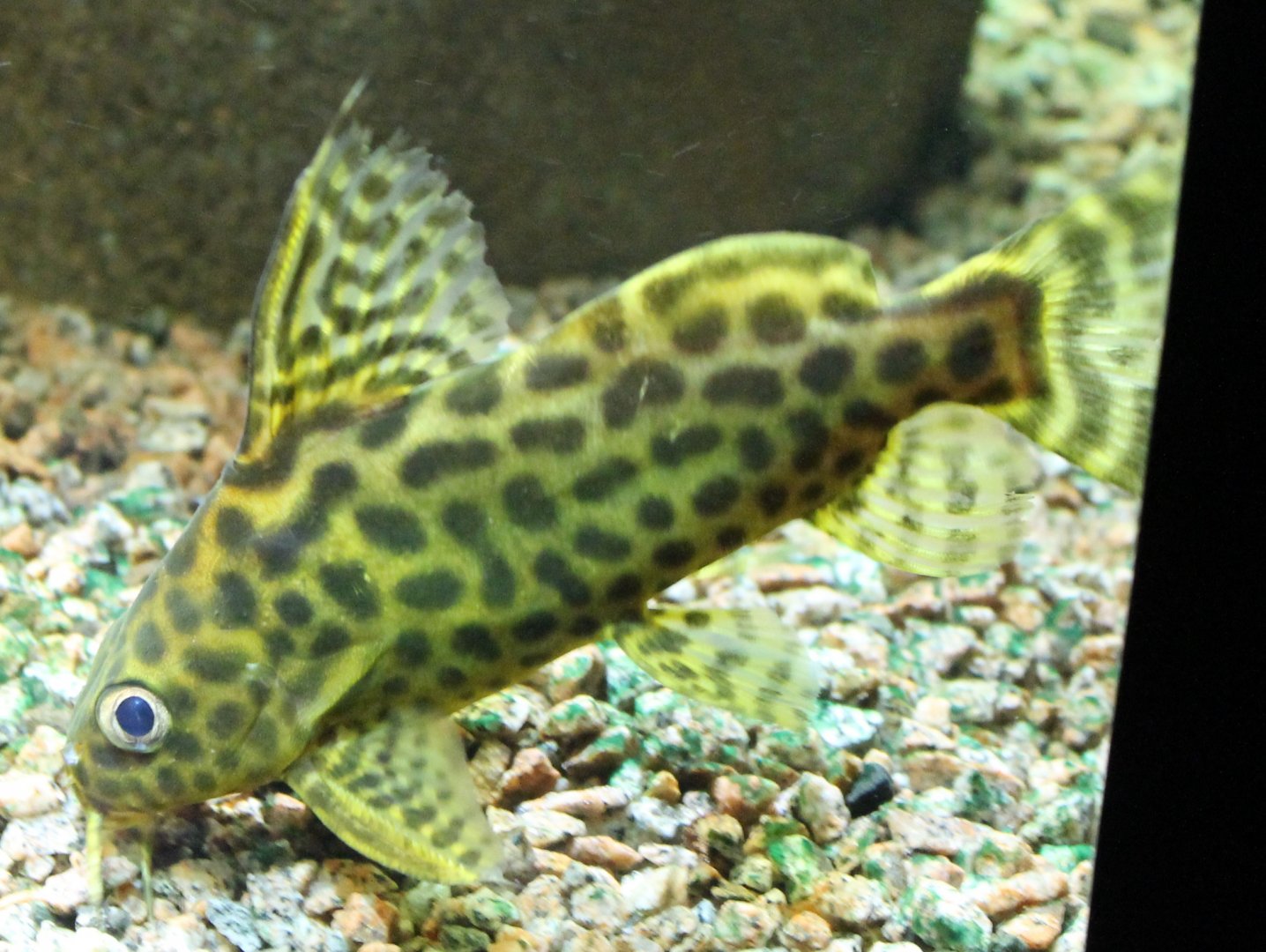 Synodontis schoutedeni