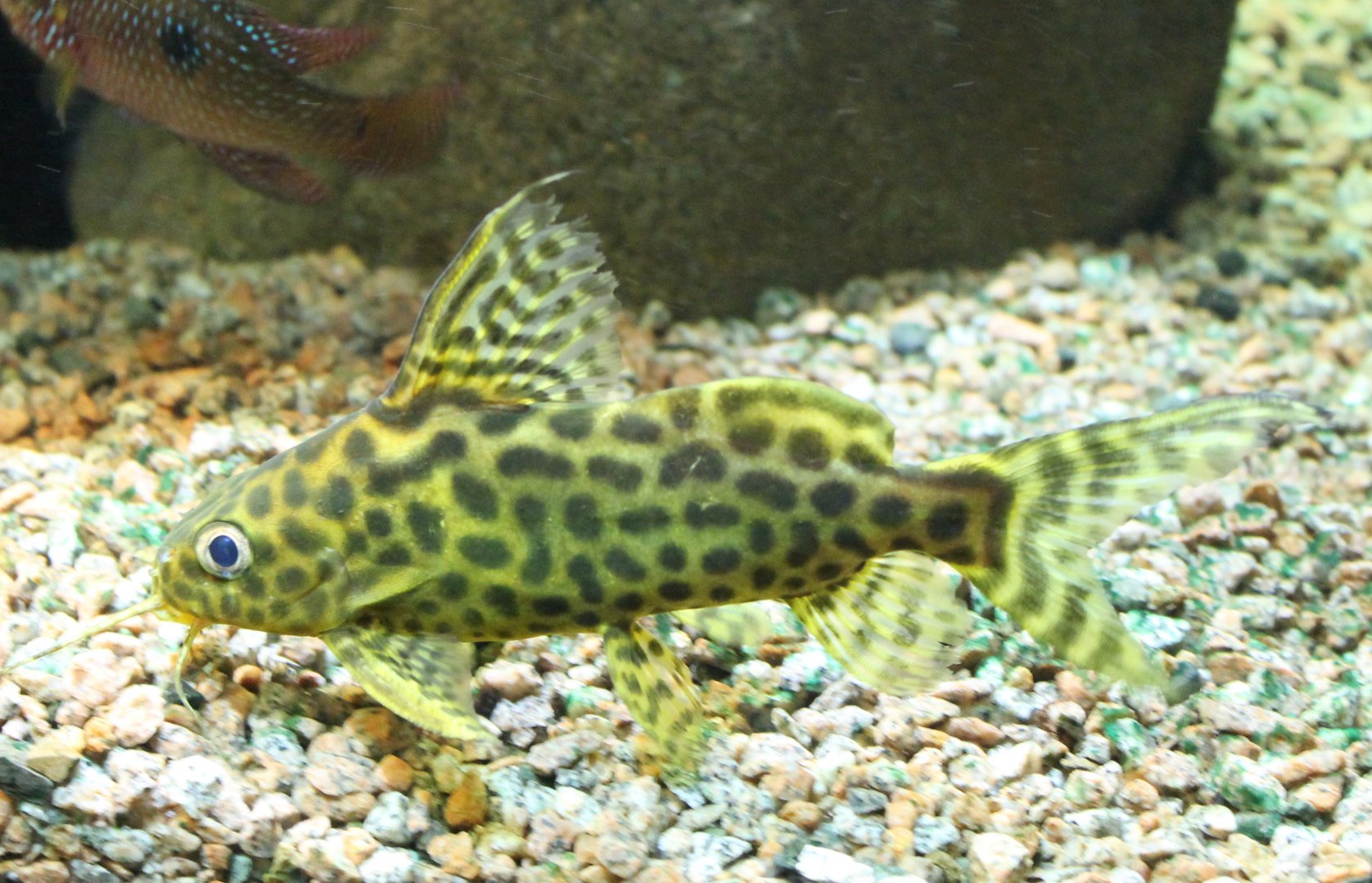 Synodontis schoutedeni
