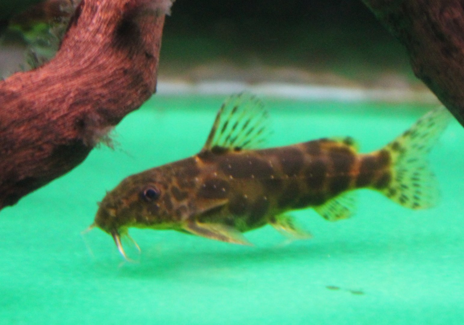 Synodontis schoutedeni
