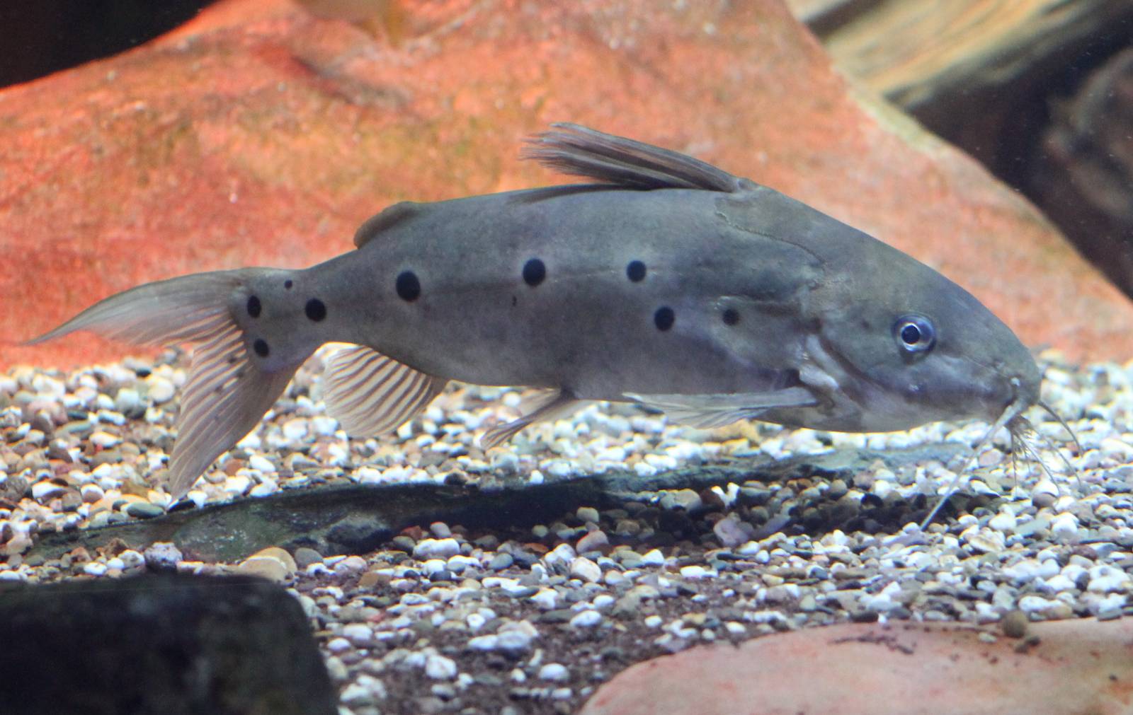 Synodontis species
