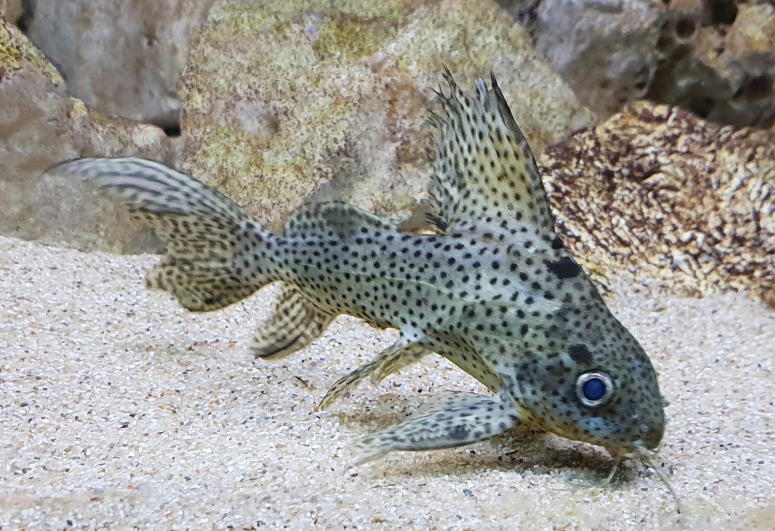 Synodontis species