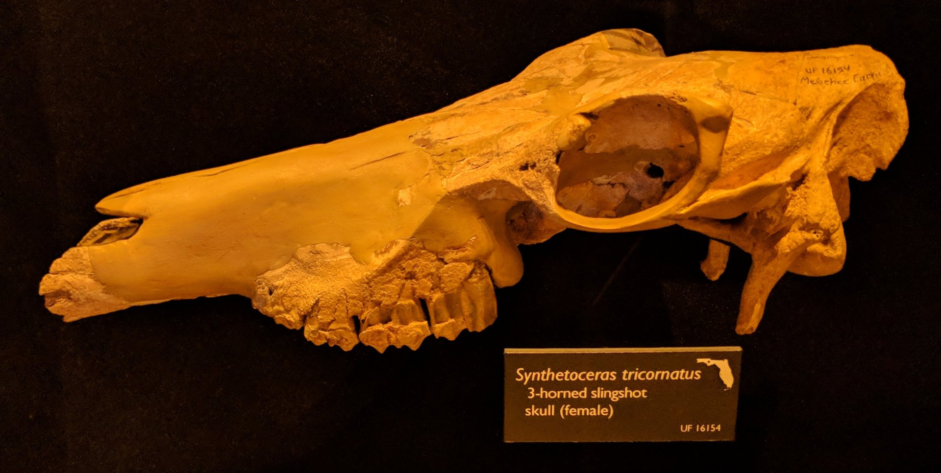 Synthetoceras tricornatus