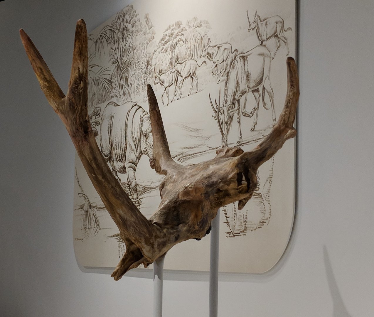 Synthetoceras tricornatus