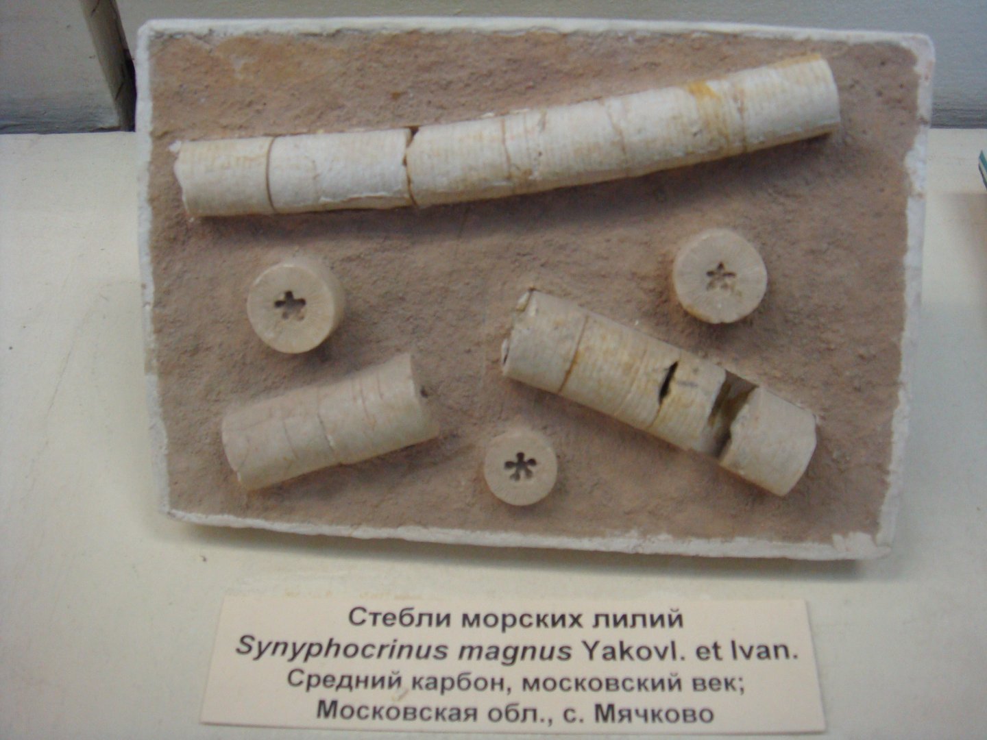 Synyphocrinus magnus (crinoid stems)