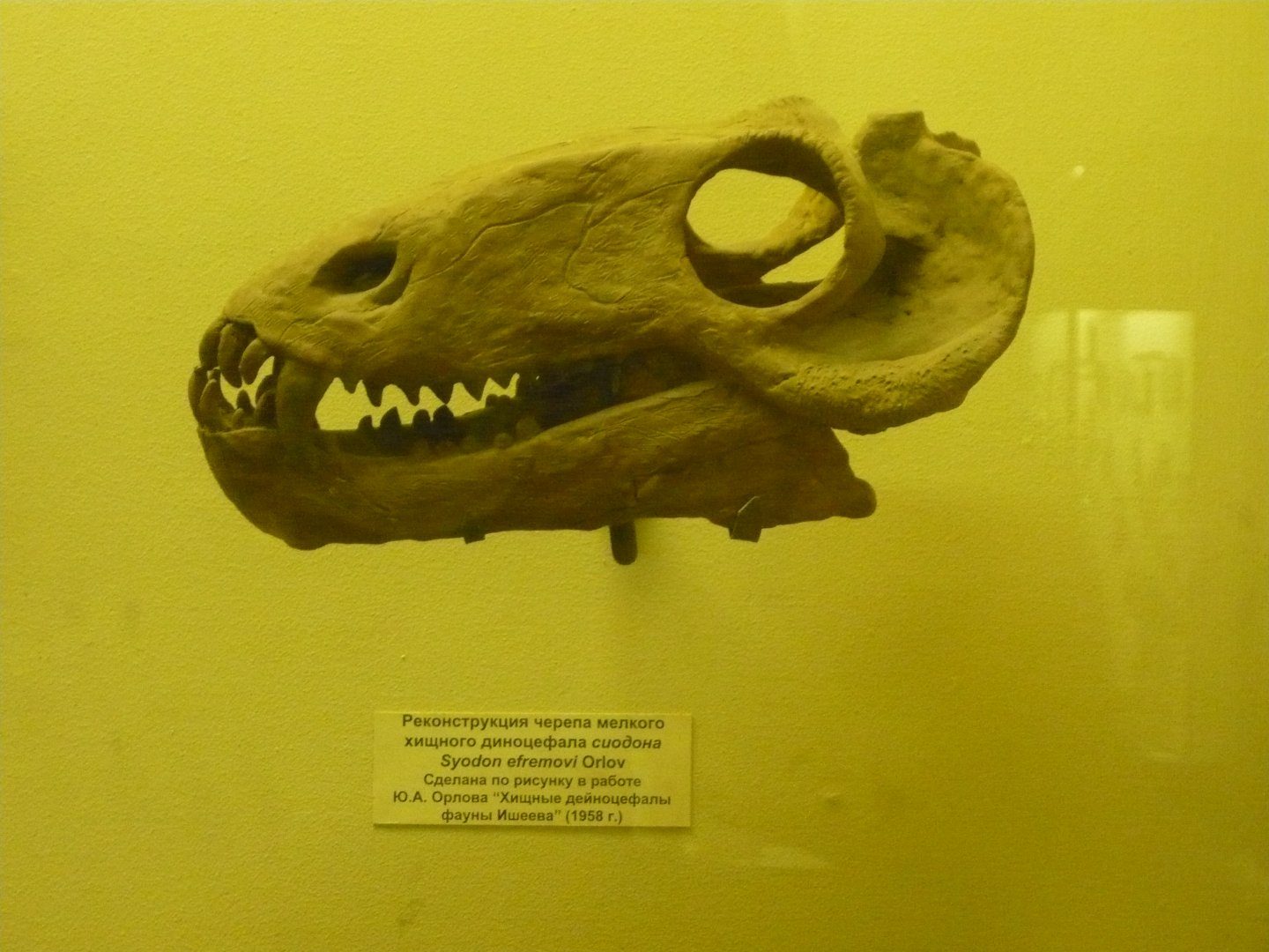Syodon efremovi skull (model)