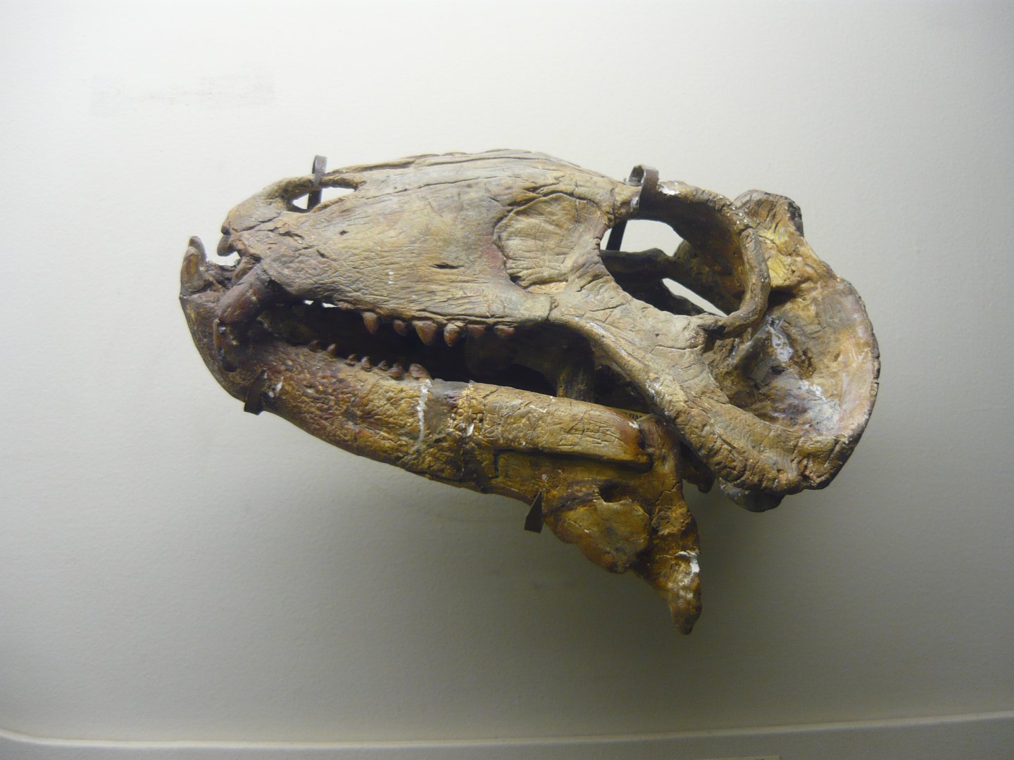 Syodon skull