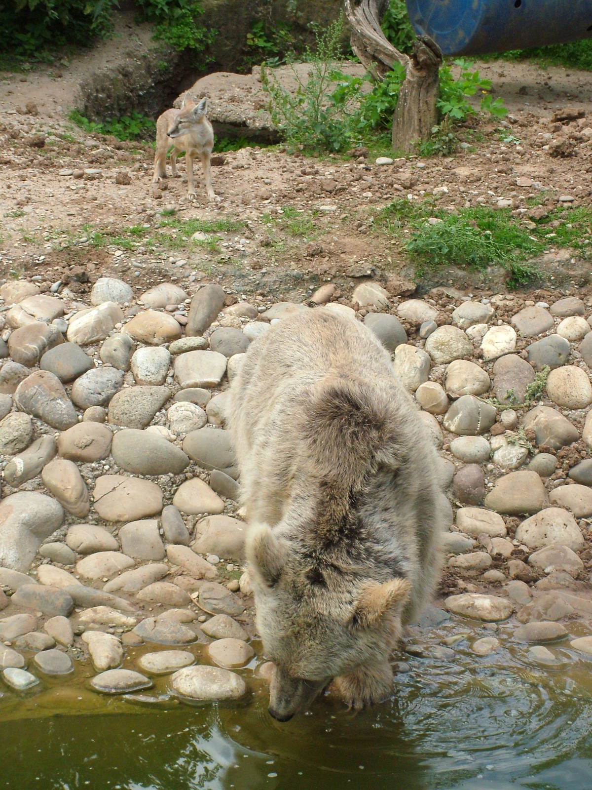 Syrian Bear and Corsac Fox at Heidelberg, 05/09/10