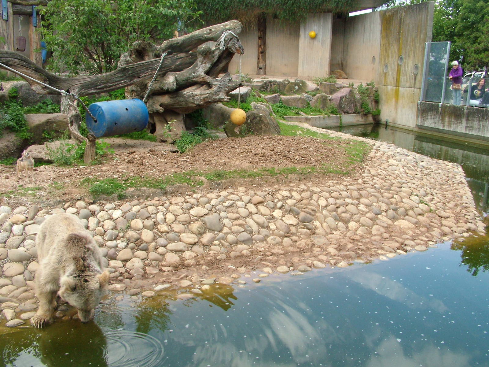 Syrian Bear and Corsac Fox Exhibit at Heidelberg, 05/09/10