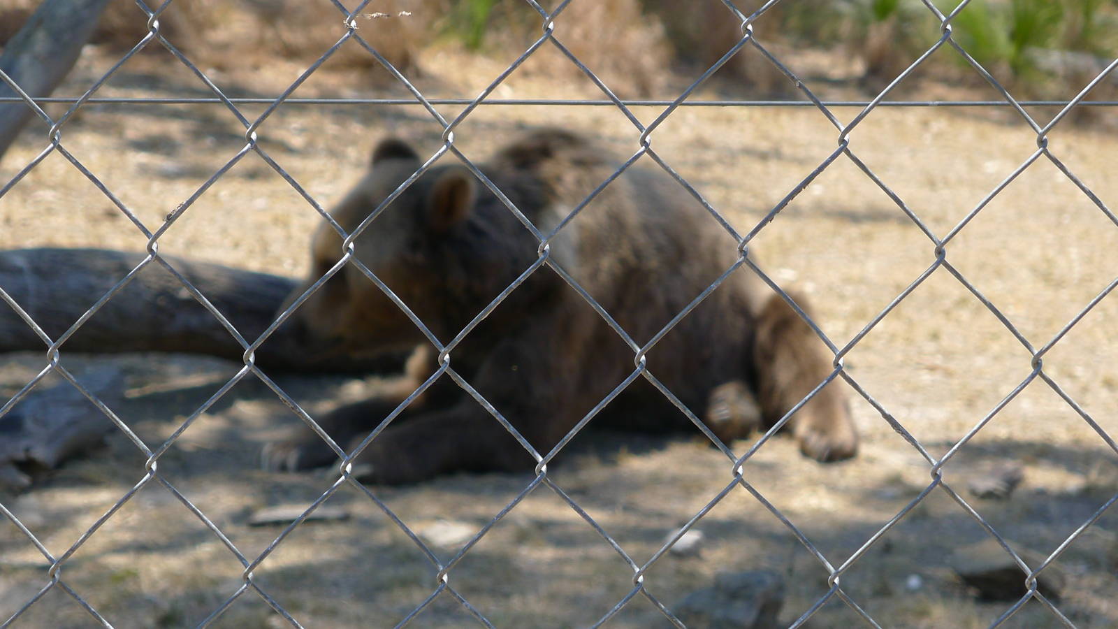 Syrian Bear - Barney
