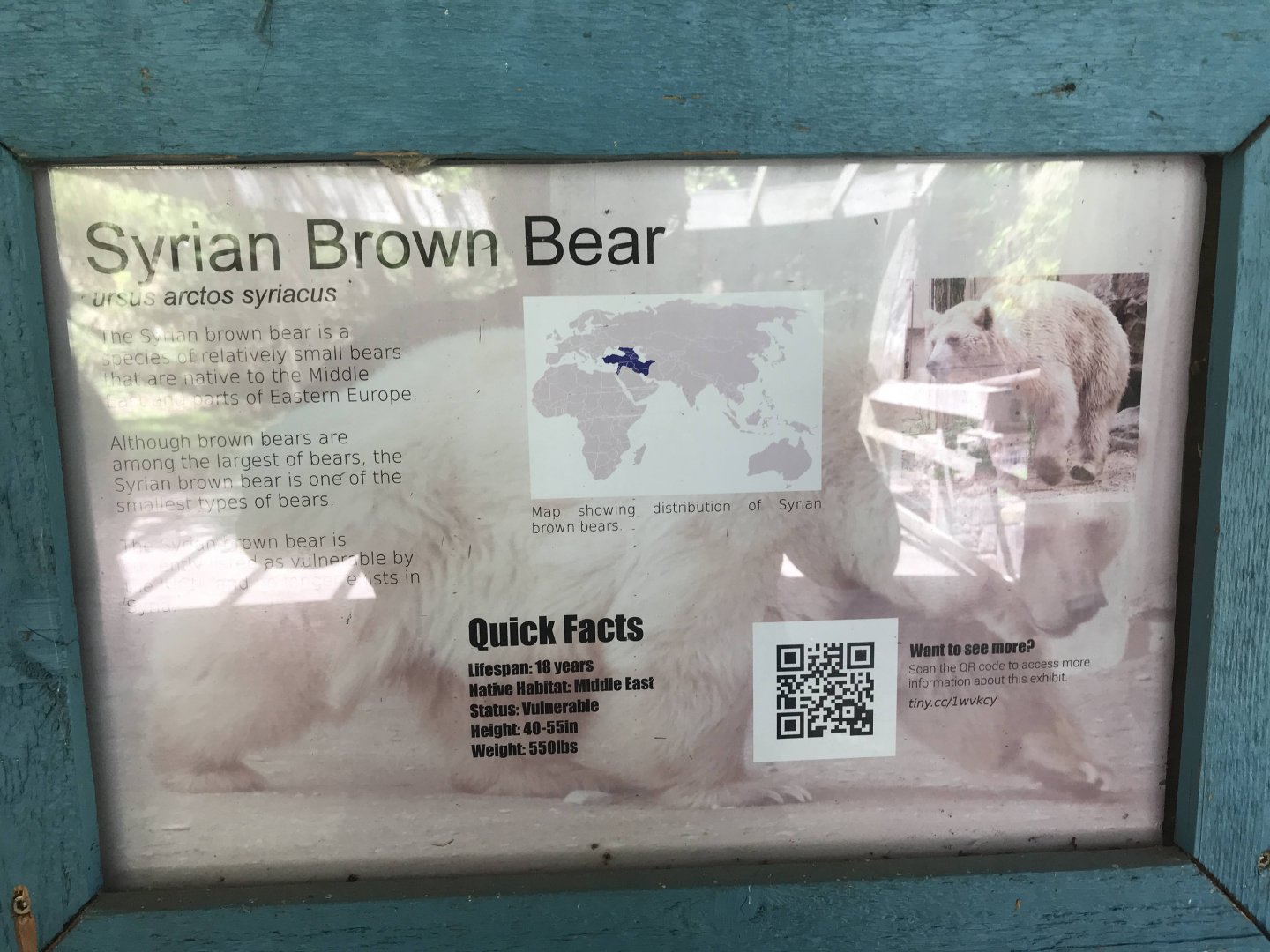 Syrian Bear Signage