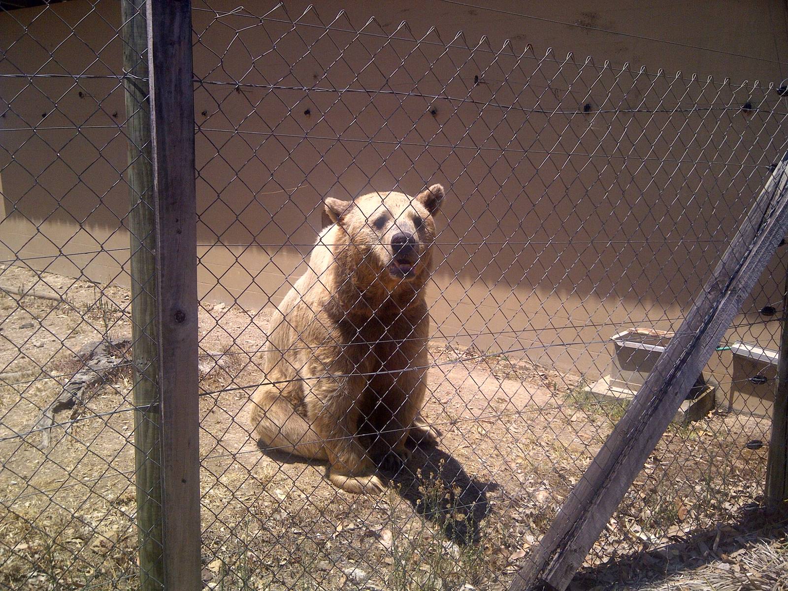 Syrian Bear