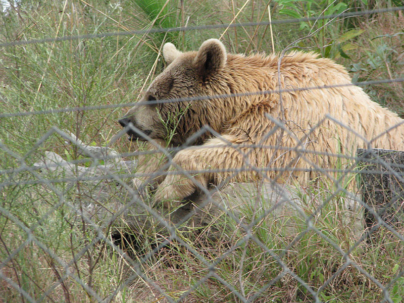 Syrian Bear