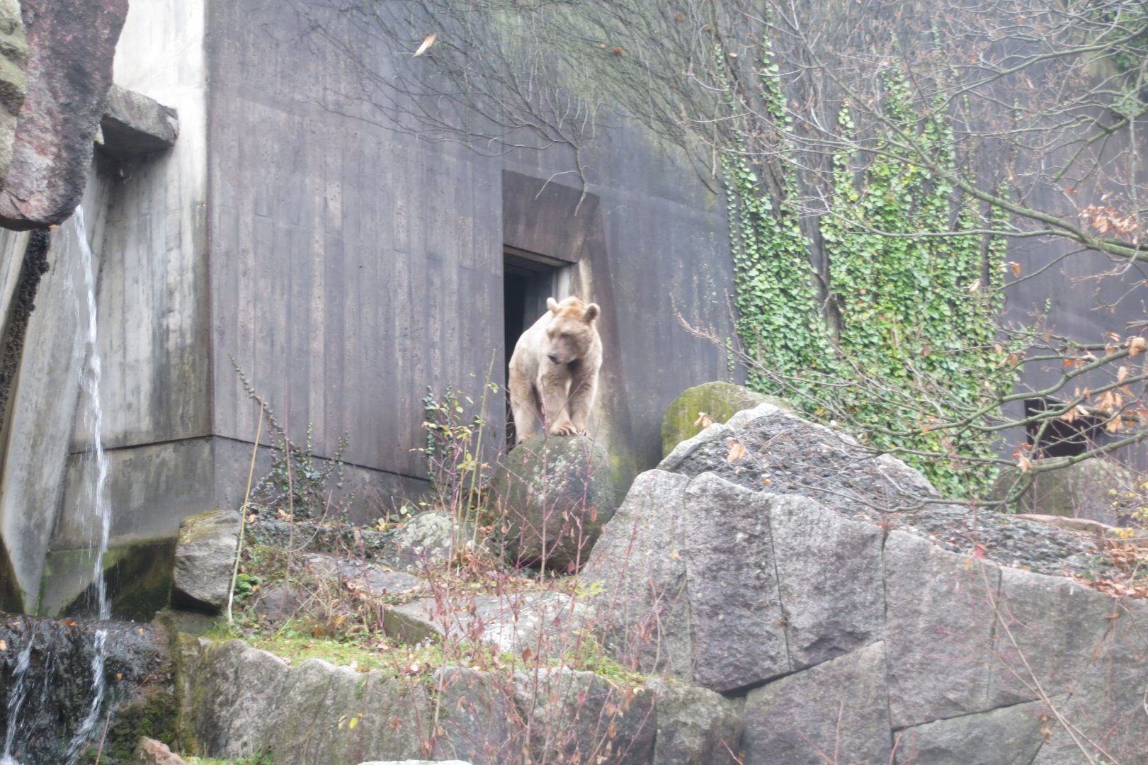 Syrian brown bear 031218