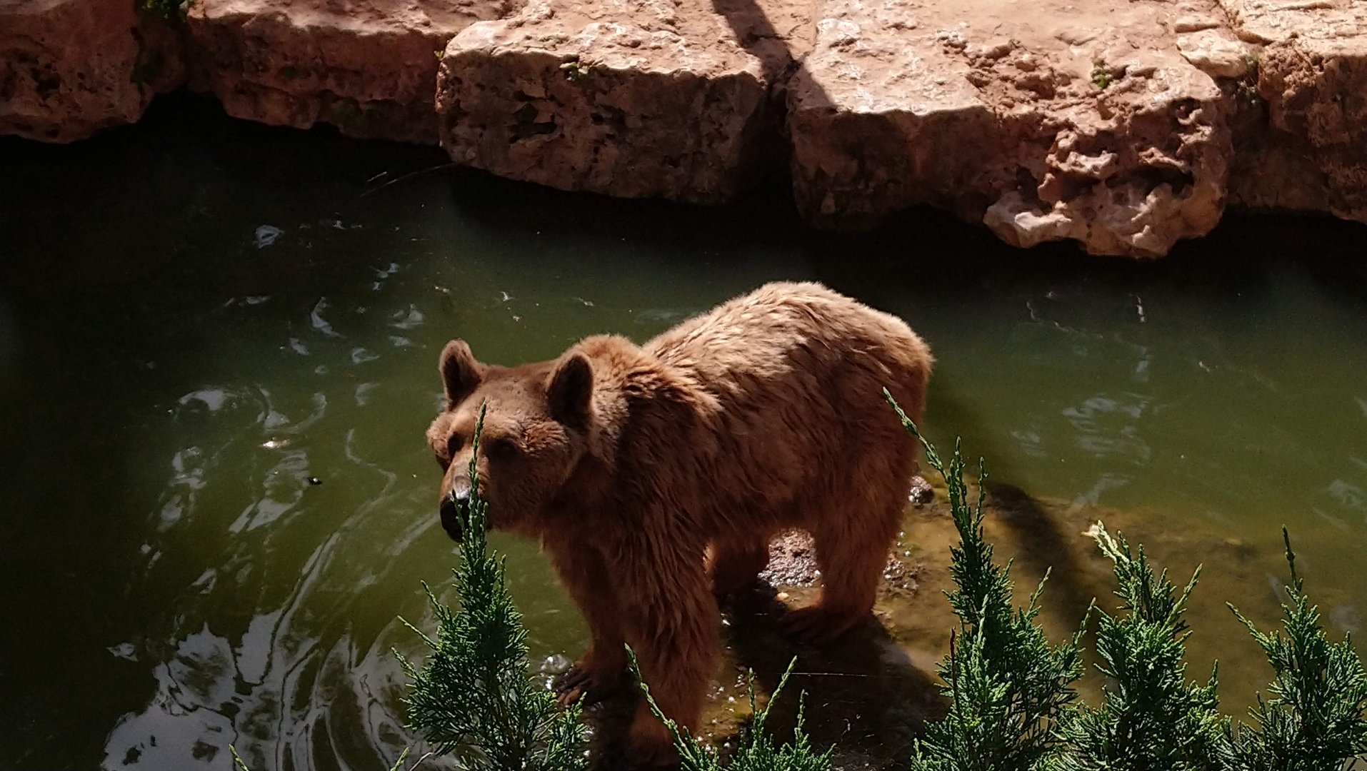 Syrian Brown Bear 1