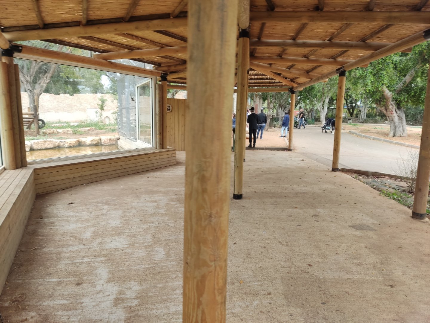 Syrian Brown Bear 1#