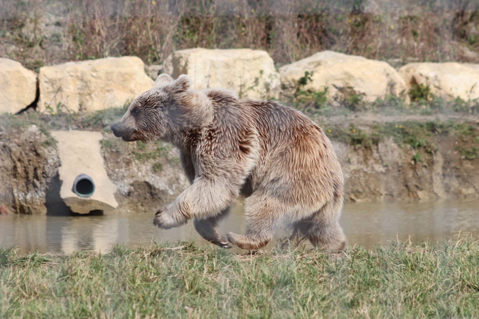 Syrian Brown Bear- 12 September 2020