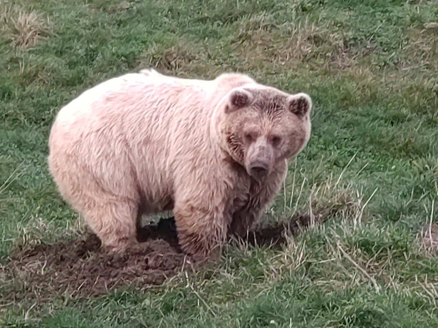 Syrian Brown Bear 19/11/23