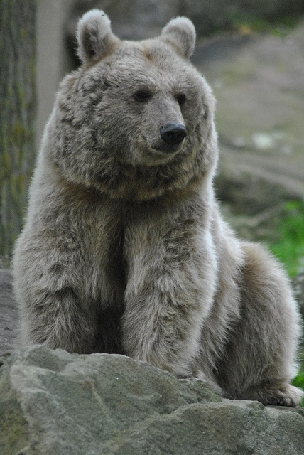 Syrian brown bear - 25.09.2017
