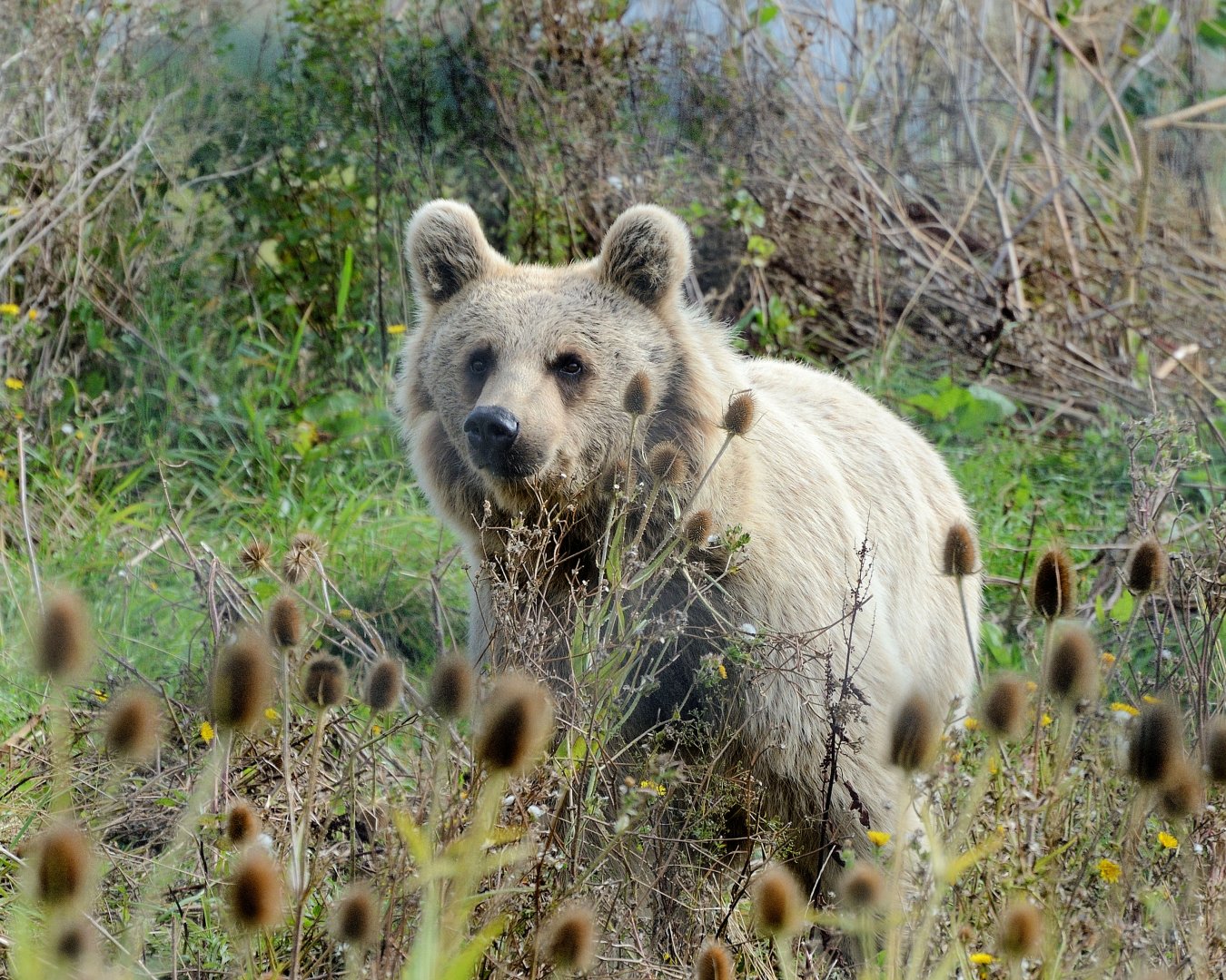 Syrian Brown Bear - 30/08/2020