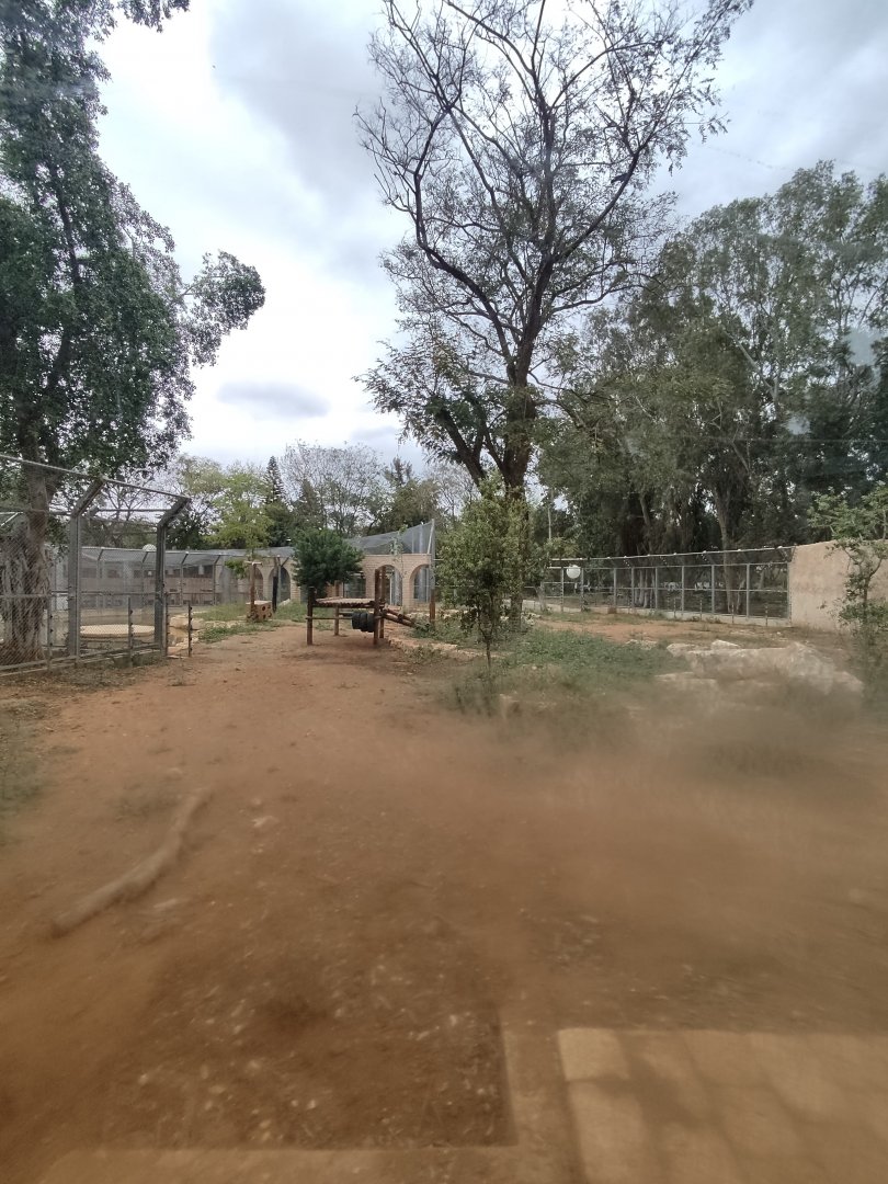 Syrian Brown Bear 4#