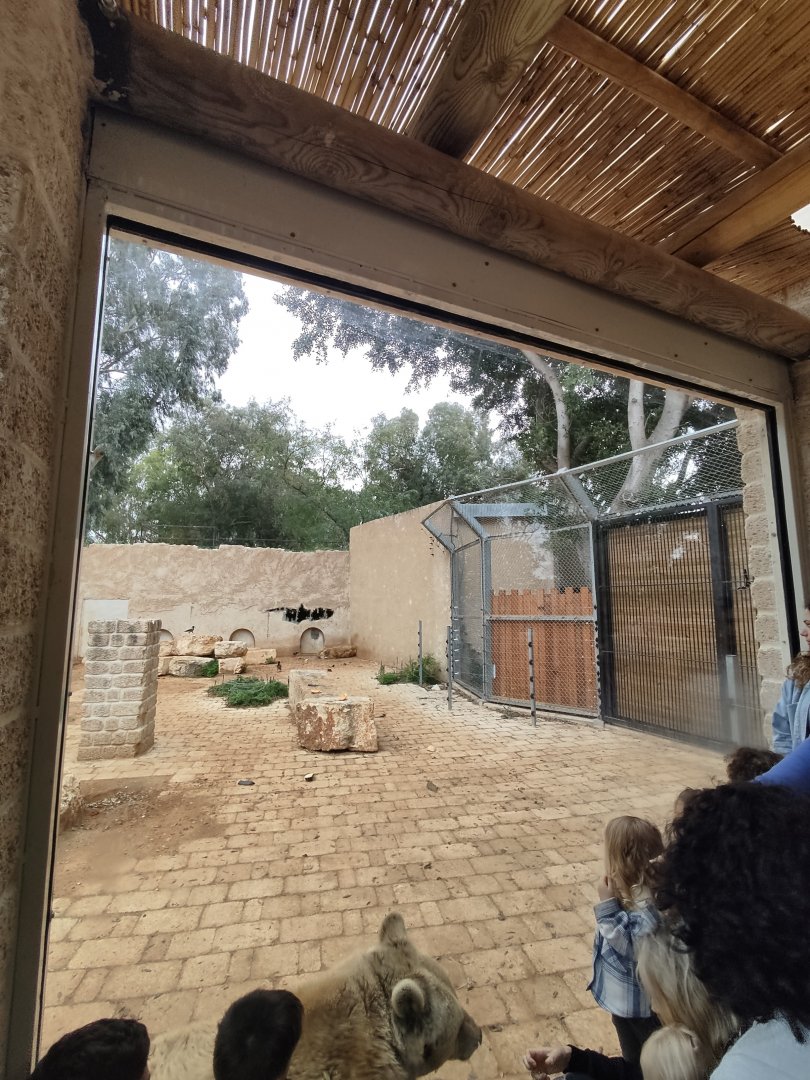 Syrian Brown Bear 5#