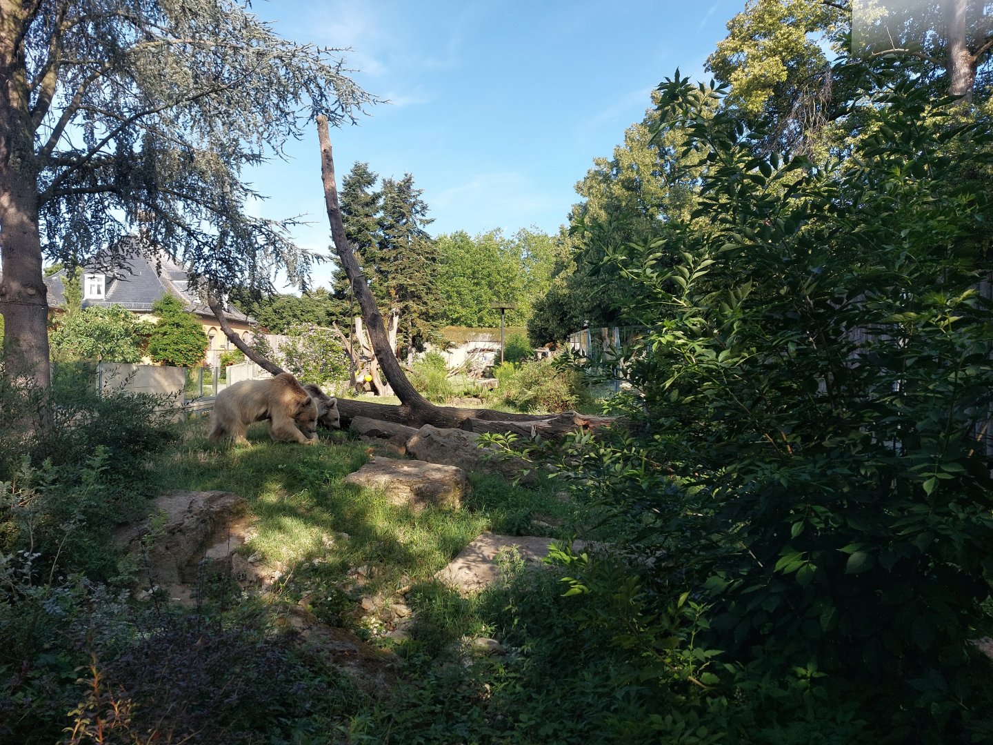 Syrian brown bear and corsac fox enclosure